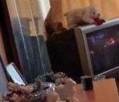 Продать Квартиры вторичка проспект Культуры, 15К6   