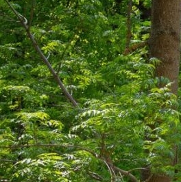 Продажа 5-комн квартиры на вторичном рынке 2-я Березовая аллея, 19 Продажа 5-комн квартиры на вторичном рынке 2-я Березовая аллея, 19