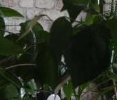 Продать Квартиры вторичка проспект Обуховской обороны, 209   