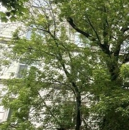 Продажа студии Щербаковская улица, 50 Продажа студии Щербаковская улица, 50