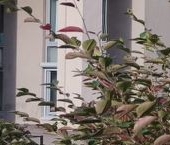 Продать Квартиры вторичка Петрозаводская улица, 13   