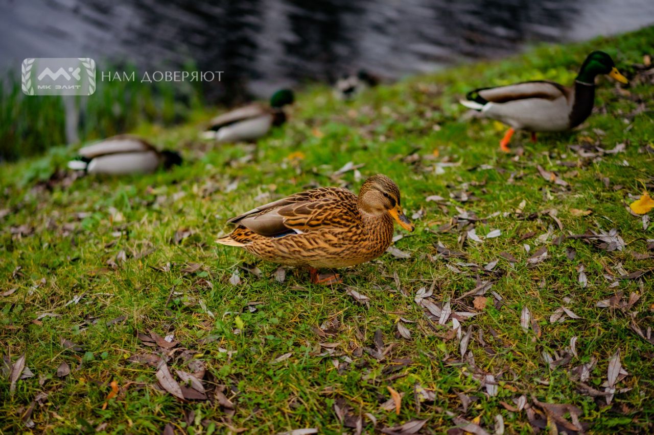 Продажа 4-комн квартиры на вторичном рынке Таврическая улица, 37