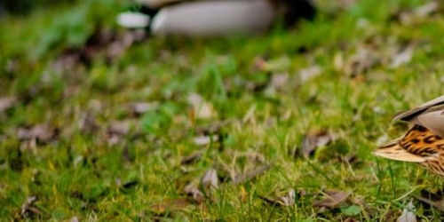 4-комн квартира Таврическая улица, 37