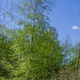 Продажа земли пос. Лисий Нос, Раздельный проспект, 13