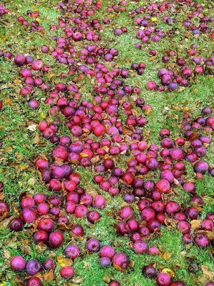 Продажа дома пос. Сосново, улица Сиреневая, 27