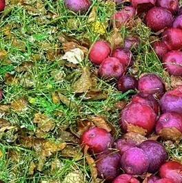 Продажа дома пос. Сосново, улица Сиреневая, 27