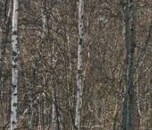 Продать Дачи, коттеджи, загородные дома Ладога-Вилладж кп, д. Коккорево, улица Свирская  1 