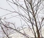 Продать Дачи, коттеджи, загородные дома Союз-Чернобыль ТСН, Отрадное, 53   