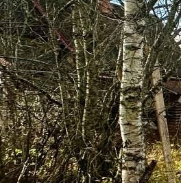 Продажа земли Топограф СНТ