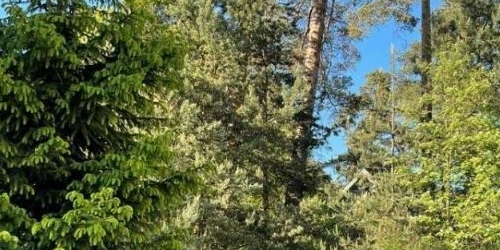 Коттедж/дом пос. Лисий Нос, Озерковская улица