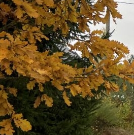 Продажа дома Пушкин, улица Восточная, 22