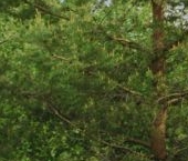 Продать Земельные участки, земля Левада кп  25 