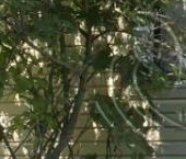 Продать Дачи, коттеджи, загородные дома пос. Высокоключевой, Пушкинская улица, 3   