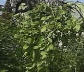 Продать Дачи, коттеджи, загородные дома Восход садоводческий массив, Кировец-3/5 СНТ, улица Мичуринская, 3   