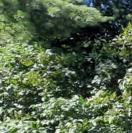 Продажа дома д. Капитолово, 8 Продажа дома д. Капитолово, 8