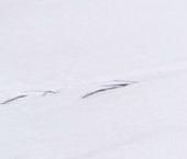 Продать Земельные участки, земля Дача 51 кп  51 