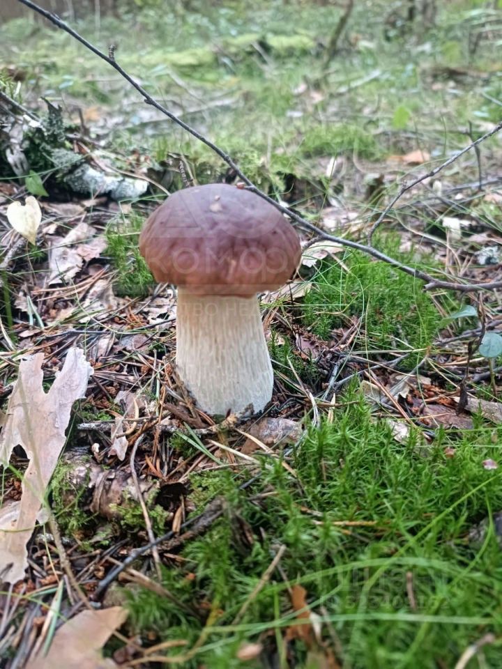 Продажа земли пос. Соловьевка, улица Центральная