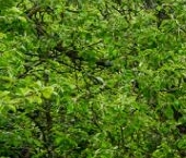 Продать Дачи, коттеджи, загородные дома Пушкин, Коллективный Сад № 2 ВИР СНТ, 242   