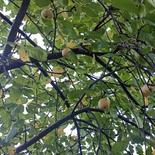 Коттедж/дом пос. Шугозеро, улица Больничная, 7