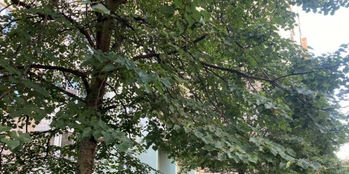 1-комн квартира Космонавтов просп.,  д. 65,  к. 10