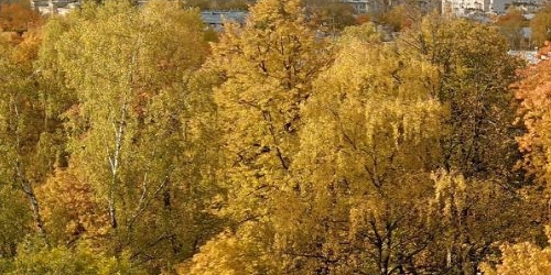 1-комн квартира улица Орбели, 11