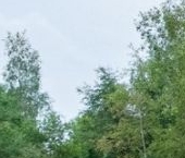 Продать Дачи, коттеджи, загородные дома Павловск, Звериницкая улица, 68   