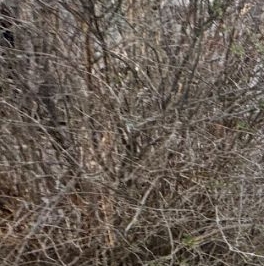 Продажа дома Кобрино садоводческий массив, Кобринское-4 СНТ,  д. 108