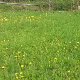 Продажа земли Посадников остров садоводческий массив, Большевичка СНТ, 21-я линия, 181 Продажа земли Посадников остров садоводческий массив, Большевичка СНТ, 21-я линия, 181