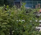 Продать Дачи, коттеджи, загородные дома Рахья садоводческий массив, Торфяник СНТ, 2-я линия, 137   