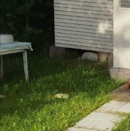 Продажа дома Мшинская садоводческий массив, Якорь СНТ,  д. 214