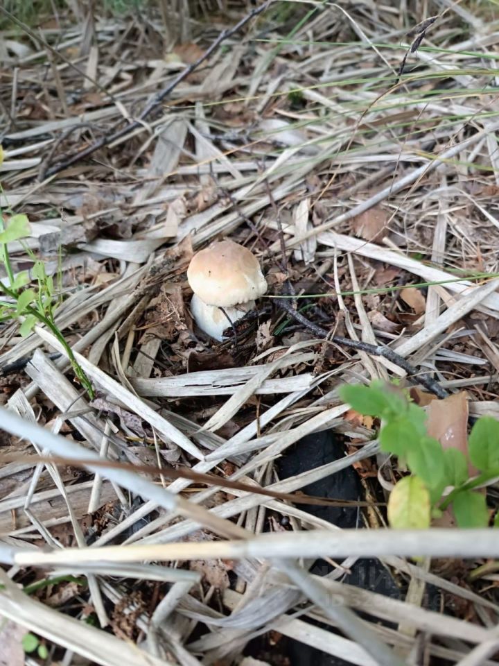 Продажа земли пос. Соловьевка, улица Центральная