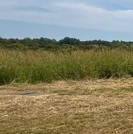 Продажа земли д. Раздолье, улица Заозерная, 10 Продажа земли д. Раздолье, улица Заозерная, 10