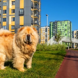 Продажа 1-комн квартиры на вторичном рынке Заневское городское поселение, Ясная улица,  д. 9 к3