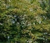 Продать Квартиры вторичка Ивантеевская улица, 1К1   