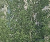 Продать Квартиры вторичка проспект Испытателей, 31К1   