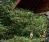 Продать Дачи, коттеджи, загородные дома пос. Севастьяново, улица Степаняна, 6   