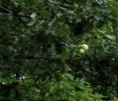 Продать Дачи, коттеджи, загородные дома Вырица городской поселок   