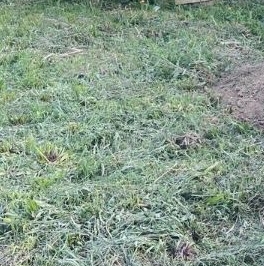 Продажа дома Усадьба Волковицы кп, улица Георгия Адамовича,  д. 8