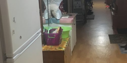 Комната Павловск, Детскосельская улица, 15