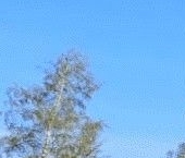 Продать Земельные участки, земля Белоостров Фабрики имени Желябова СНТ   