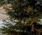 Продать Земельные участки, земля д. Мистолово, улица Главная   