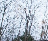 Продать Дачи, коттеджи, загородные дома Кузнецы кп, 9   