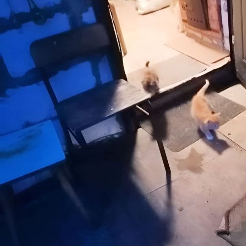 Коттедж/дом Луга, Нижегородский проезд, 8