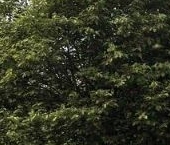 Продать Земельные участки, земля д. Михайловка, 43   