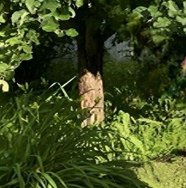 Продажа дома Новинка садоводческий массив, Парус СНТ, 1-я линия