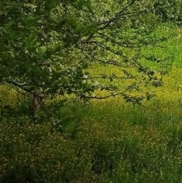 Продажа дома 3-й кв-л, Надежда ВМА имени Кирова СНТ, д. 20 Продажа дома 3-й кв-л, Надежда ВМА имени Кирова СНТ, д. 20