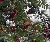 Продать Квартиры вторичка Литовский бульвар, 15К5   