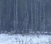 Продать Земельные участки, земля Токсово ОзероПарк кп, пос. Новое Токсово   