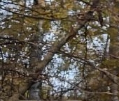 Продать Дачи, коттеджи, загородные дома Всеволожск, улица Евграфова, 56   