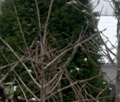 Продать Дачи, коттеджи, загородные дома Борисова Грива садоводческий массив, Горизонт СНТ  33 